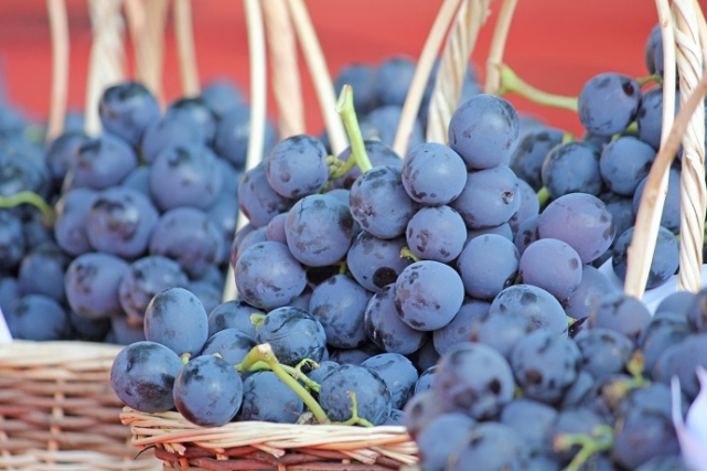 Kavacık Üzüm Festivali kapılarını 12. kez açıyor