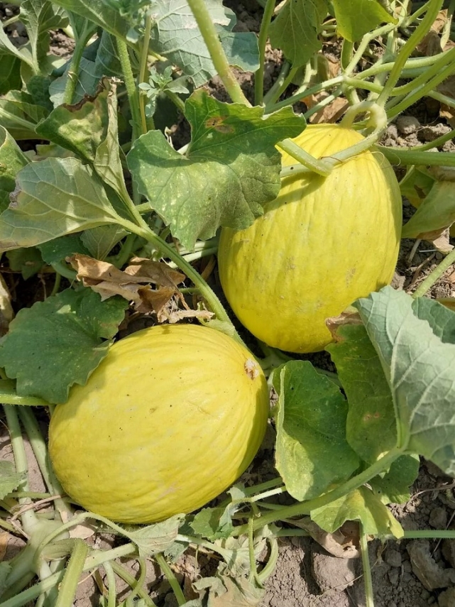 Adala'da İlk Cemre Buluşması ve Tohum Takas Şenliği!