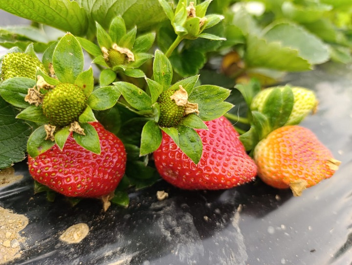 Köprübaşı’nda Kış Çileğine Yoğun Talep
