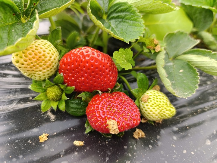 Köprübaşı’nda Kış Çileğine Yoğun Talep