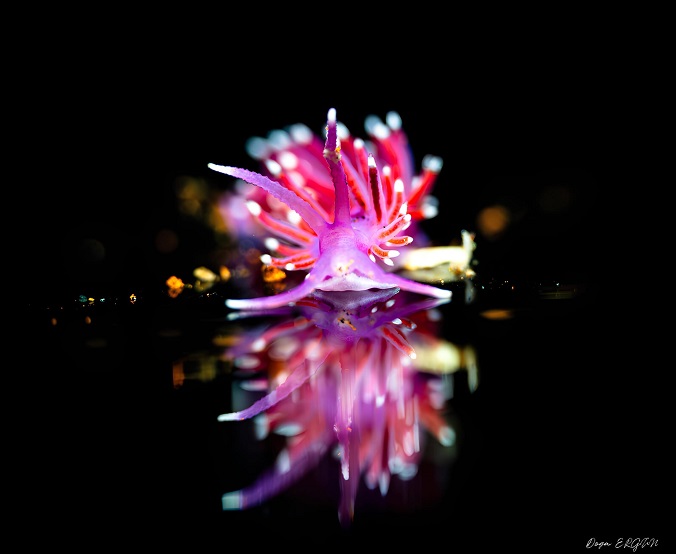 Çeşme’den Dünya Sahnesine Genç Bir İmza