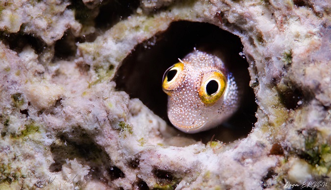 Çeşme’den Dünya Sahnesine Genç Bir İmza