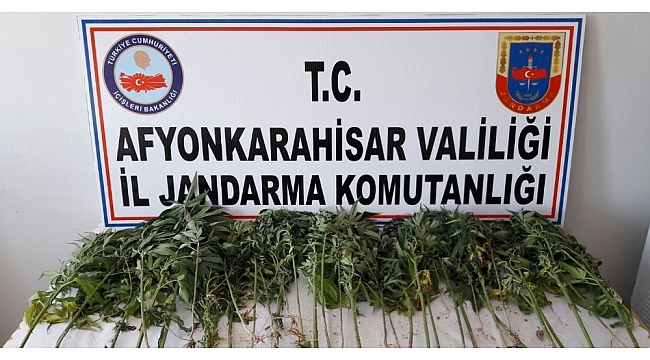 Mısır tarlasında Hint keneviri ele geçirildi