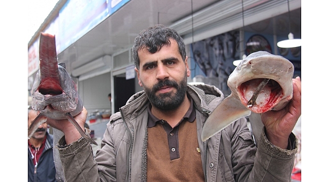 Köpek balığı ve kılıç balığını ilk kez görenler fotoğraf çektiriyor