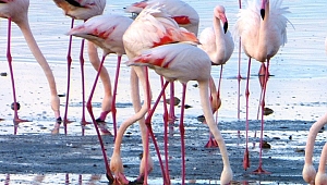 Kıbrıs’ın iki yakası Karşıyaka’da buluşuyor