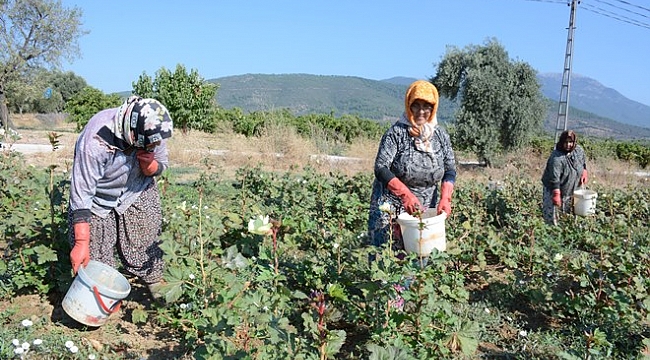 Kınalı Bamya, festivalle tanıtılacak