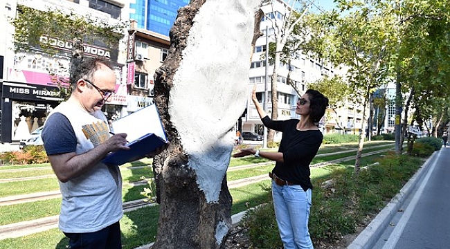 Anıt ağaçlara gençlik aşısı