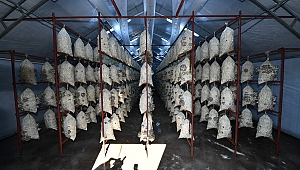 İstiridye mantarı adeta vitamin deposu