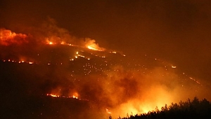 296 hektar alan yandı