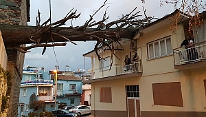 Devrilen anıt ağaç, bir evin çatısını yıktı
