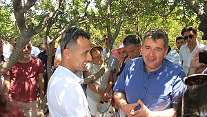 Çeşme Belediyesi Sakız Ağaçlarına Sahip Çıkıyor!