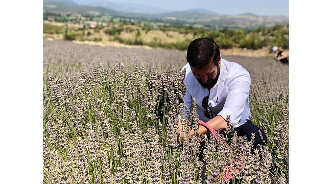 Sındırgı’da Lavanta Hasat Şenliği