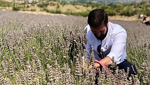Sındırgı’da Lavanta Hasat Şenliği