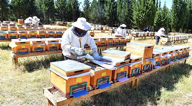 “Bal ormanı” kuruldu sıra markalaşmada