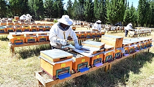 “Bal ormanı” kuruldu sıra markalaşmada