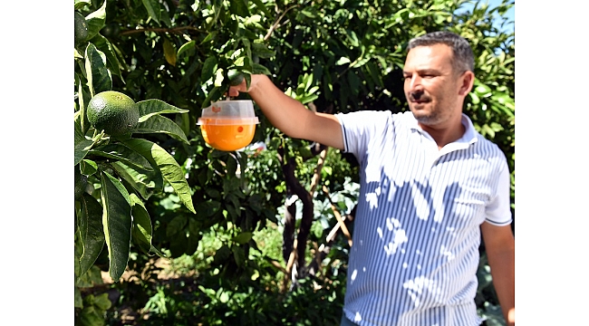 Büyükşehir şimdi de narenciye üreticilerine el uzattı
