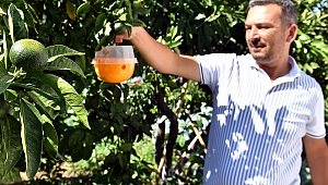 Büyükşehir şimdi de narenciye üreticilerine el uzattı