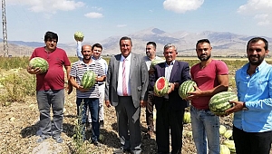 Gürer: “Tarlada karpuzun yüzüne bakan yok.”
