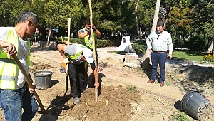 Menemen Belediyesi kurumuş ağaçların yerine yenilerini dikti