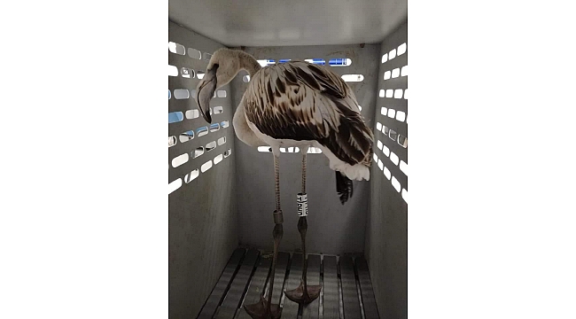 İzmir’de halkalanan Flamingolardan ilk haber