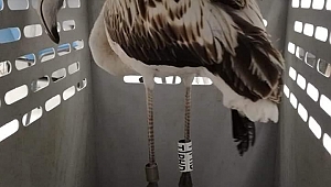 İzmir’de halkalanan Flamingolardan ilk haber