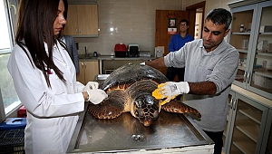 Caretta Caretta’yı hangi belediye kurtardı?