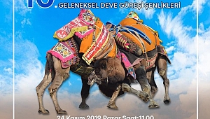 Furunlu Deve Güreşi Pazar Günü Yapılacak