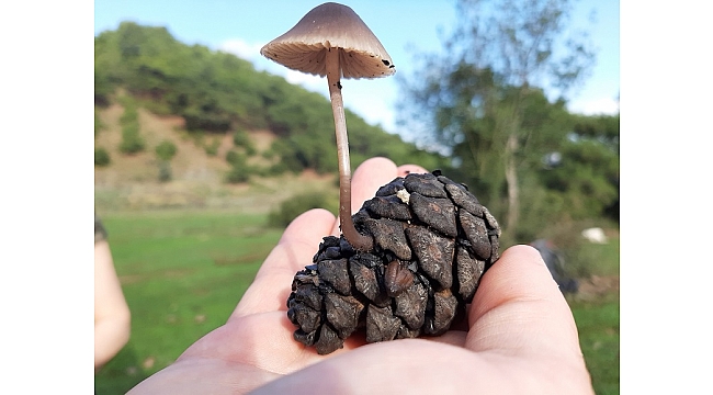 Tanırsan seversin