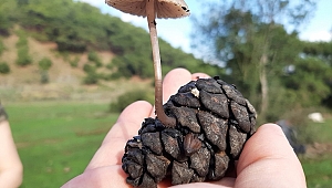 Tanırsan seversin