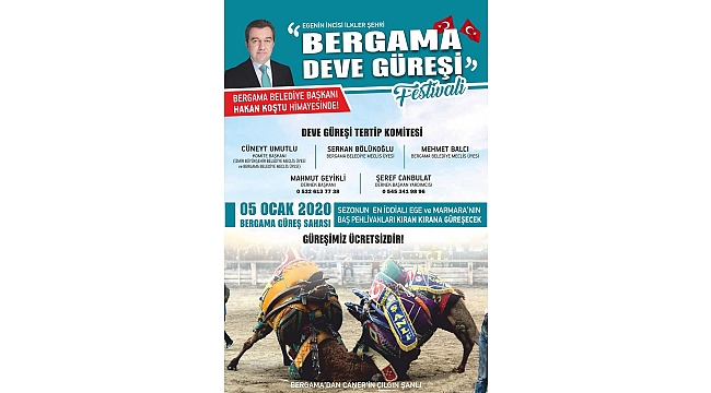 Bergama Deve Güreşi Festivali’ne hazırlanıyor