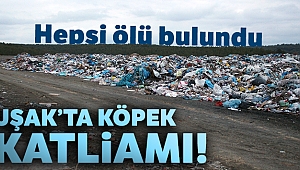 Banaz’da çöplükte 21 köpek ölü bulundu