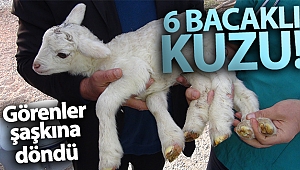 6 bacaklı kuzu