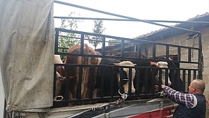 Aydın'da hayvan hırsızlığı zanlıları yakalandı