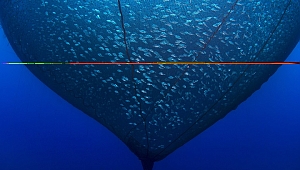 Balık fotoğrafı yarışmasının kazananları belli oldu