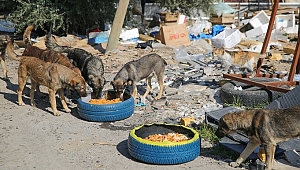 Buca Belediyesi’nden Mama Kabı Seferberliği