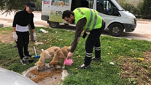 Çiğli Belediyesi Sokak Hayvanlarını Unutmadı