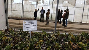 İzmir'de 800 dekar alana sakız ağaçlandırması