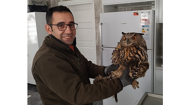 Kütahya'da yaralı baykuş tedavi altına alındı