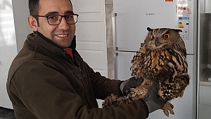 Kütahya'da yaralı baykuş tedavi altına alındı