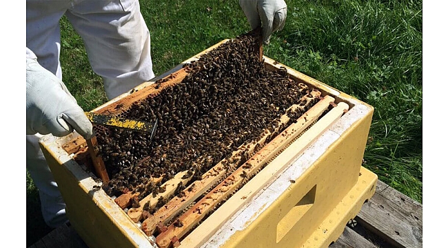 Muğla'da 65 yaş üstü arıcılara da seyahat izin belgesi verilecek
