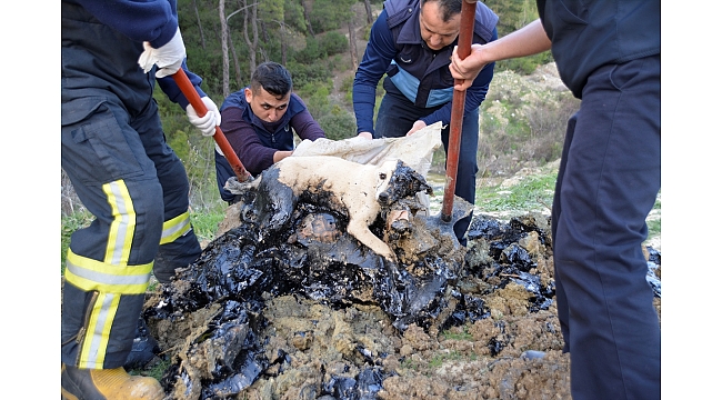 Ziftte hareket etmekte zorlanan köpek ile 5 kaplumbağa kurtarıldı