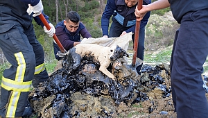 Ziftte hareket etmekte zorlanan köpek ile 5 kaplumbağa kurtarıldı