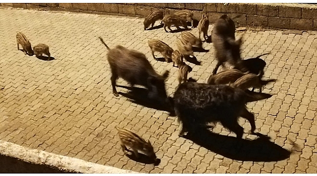 Aç kalan yaban domuzları ilçe merkezine indi
