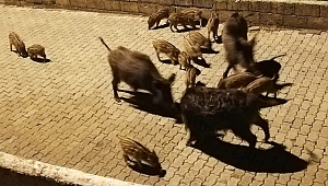 Aç kalan yaban domuzları ilçe merkezine indi
