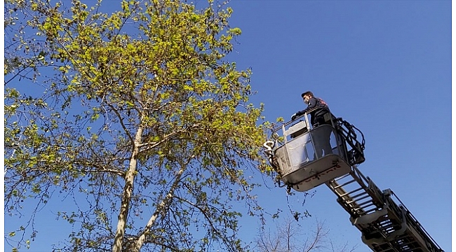 Balkon ve ağaçta mahsur kalan kuşları itfaiye kurtardı