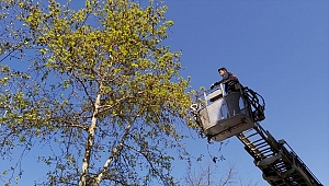 Balkon ve ağaçta mahsur kalan kuşları itfaiye kurtardı