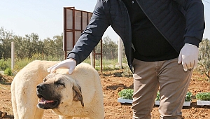Buca’da sokak hayvanlarına özel önlem