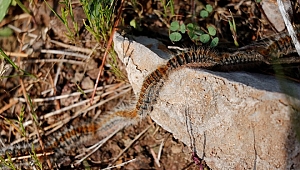 Çam kese böceklerinin kelebeğe dönüşüm yolculuğu