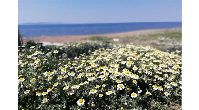 Dikili'de plajlar papatyalarla örtüldü