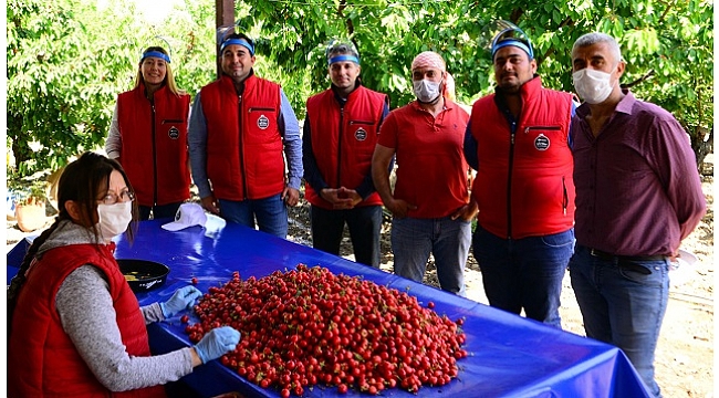 İhracata İlk Giden Kiraz Kemalpaşa’dan